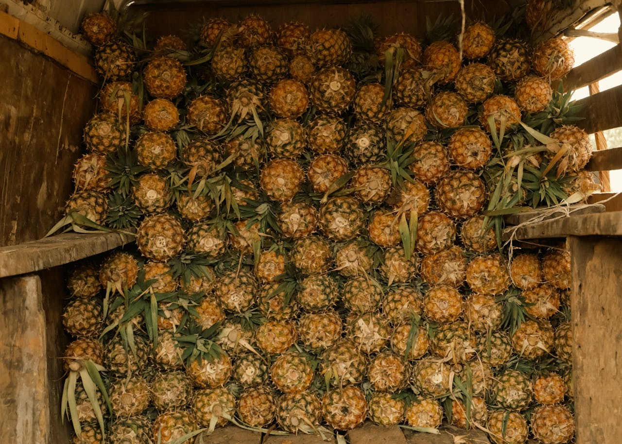 Abundant pile of pineapples in a rustic wooden storage, showcasing texture and tropical freshness.